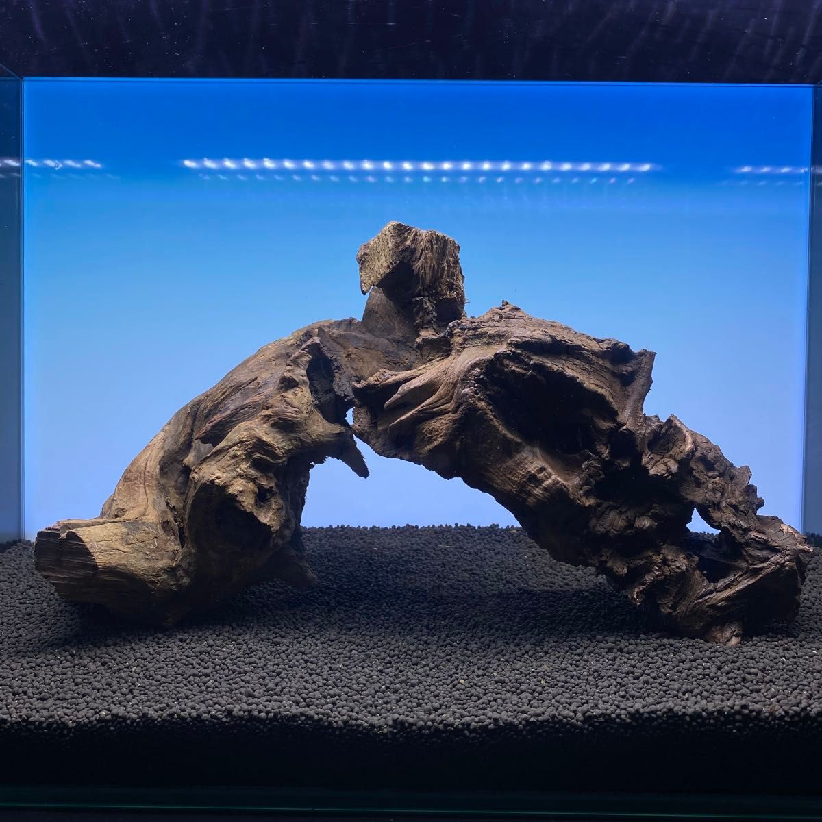 MRW-3602 天然流木 レア物 アクアリウム MRW-3602 天然流木 レア物 アクアリウム MRW-3602 天然流木 レア