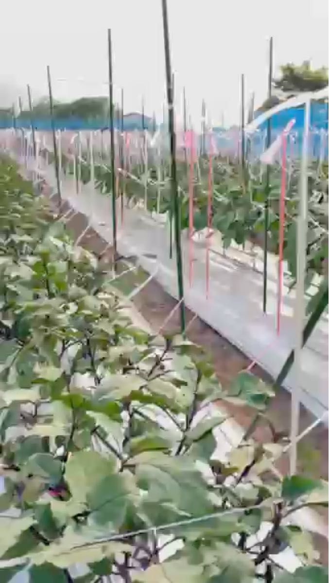 茄子 5kg 朝採れたて 野菜 農家直送 80サイズ 岡山県産