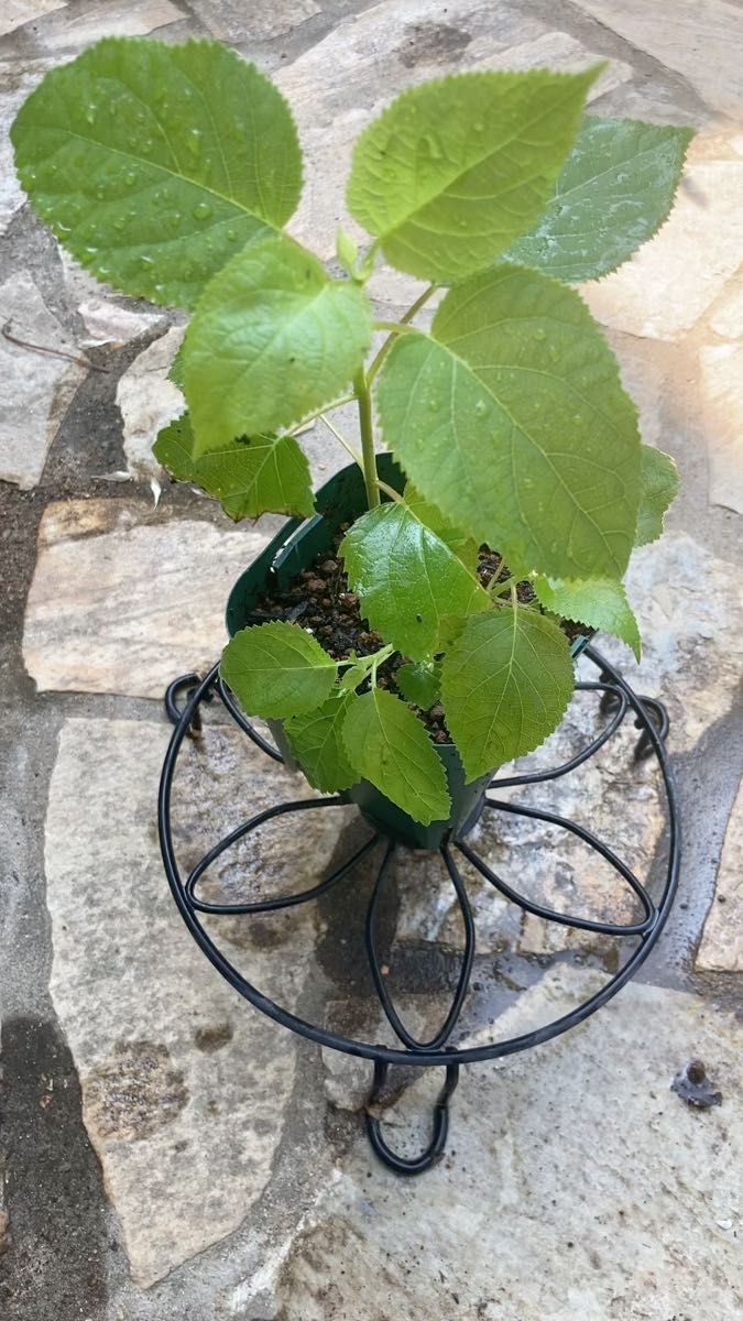 アナベル 挿し穂発根済み 細く小さめ1苗 ヤマト便紫陽花 アジサイ 白 宿根草 耐寒性ドライフラワー