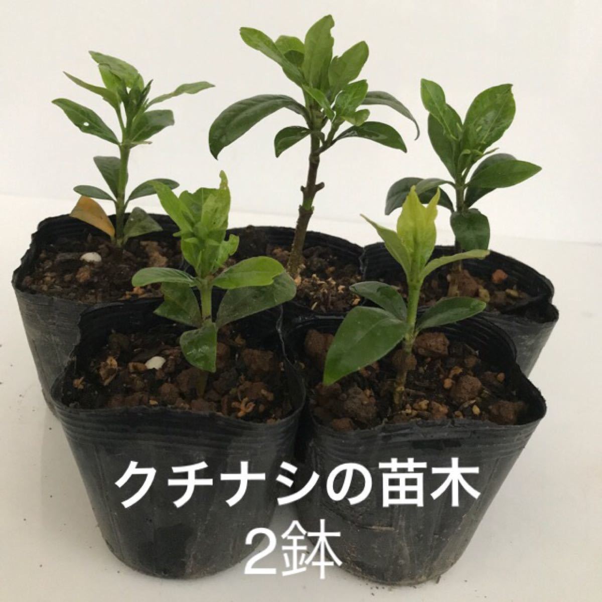 Paypayフリマ クチナシ苗 コクチナシ 2苗 Paypayフリマ クチナシ苗 コクチナシ 2苗