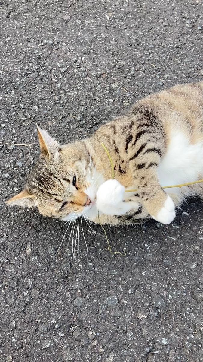 マタタビ生枝 若枝
