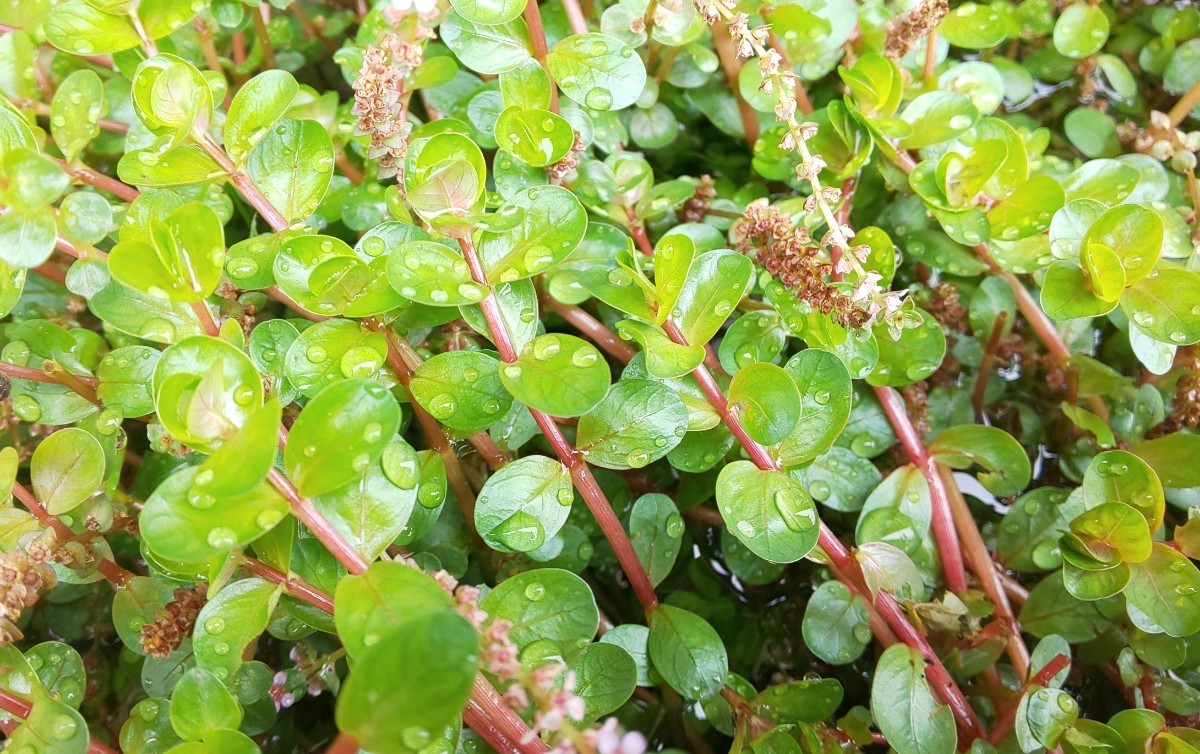 Paypayフリマ ロタラインディカ水上葉10本 水草 無農薬 Paypayフリマ ロタラインディカ水上葉10本 水草 無農薬