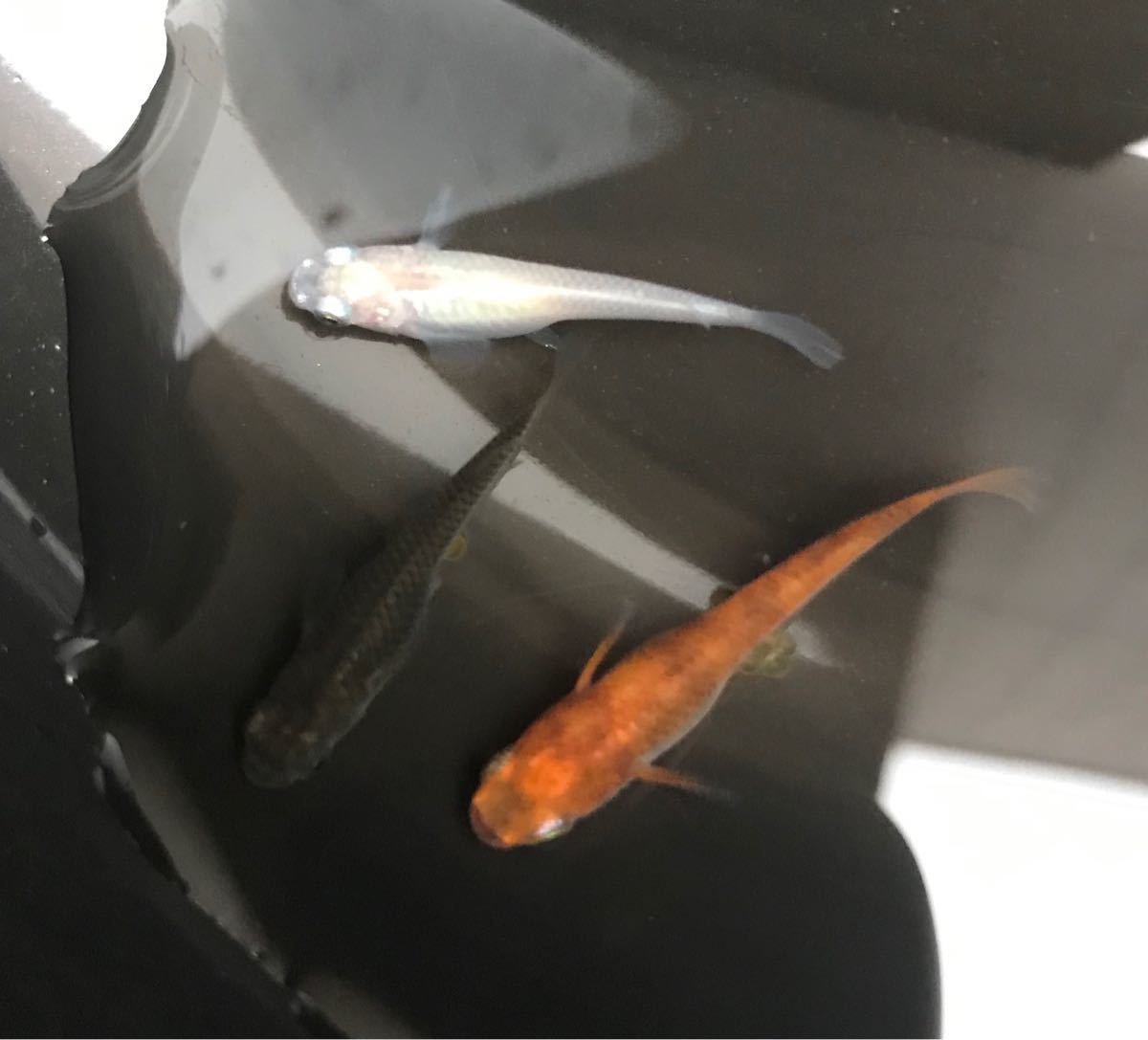 Paypayフリマ めだか 卵 50 A ビオトープ 錦秋 黒龍 楊貴妃 白メダカ 屋外飼育 Paypayフリマ めだか 卵 50 A ビオトープ 錦秋 黒龍 楊貴妃 白メダカ 屋外飼育