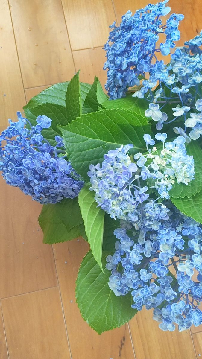 おたふく紫陽花 挿し穂3本 挿し木 ポップコーンあじさい 渦紫陽花 おまけあじさい2本