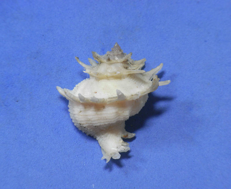 最高の品質 貝の標本トガリカセンガイ 33.2mm.w/o.Rare. carineferoides Babelomurex その他