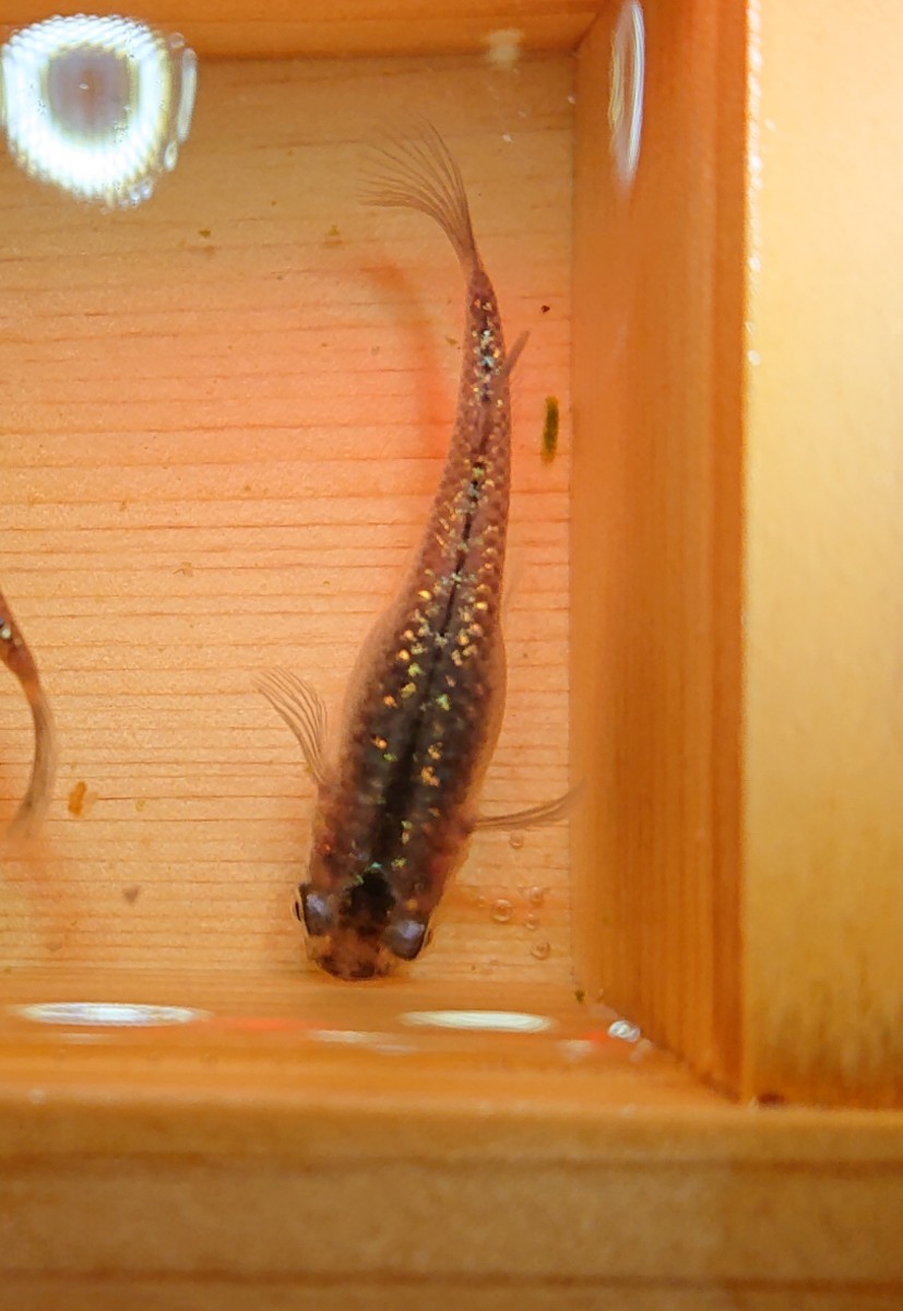 Paypayフリマ メダカ めだか 毬花兄弟 黒 ラメ 卵 15個 A Paypayフリマ メダカ めだか 毬花兄弟 黒 ラメ 卵 15個 A