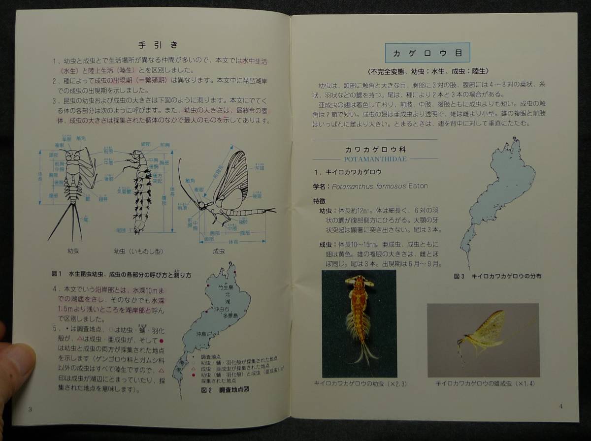 [ super rare ][ beautiful goods ] secondhand book loquat lake. bottom raw animal Ⅱ. aquatic insect compilation - water side raw kimono ..- editing : west . flax .. Shiga prefecture Biwa-ko research place 