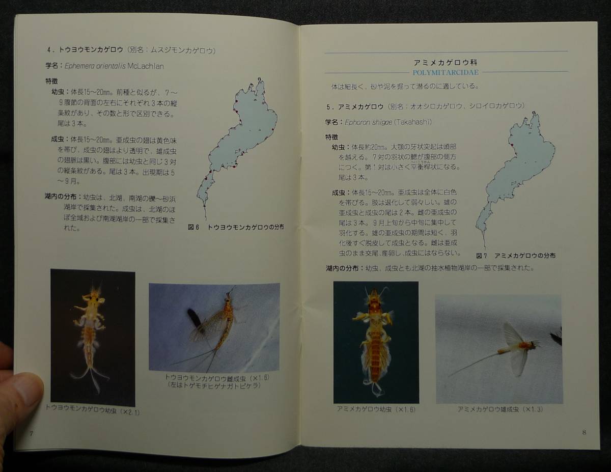 [ super rare ][ beautiful goods ] secondhand book loquat lake. bottom raw animal Ⅱ. aquatic insect compilation - water side raw kimono ..- editing : west . flax .. Shiga prefecture Biwa-ko research place 