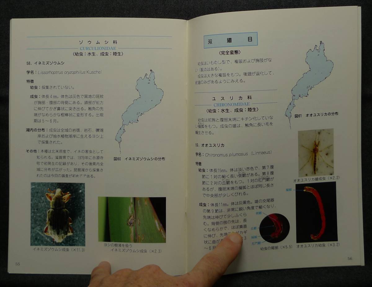 [ super rare ][ beautiful goods ] secondhand book loquat lake. bottom raw animal Ⅱ. aquatic insect compilation - water side raw kimono ..- editing : west . flax .. Shiga prefecture Biwa-ko research place 