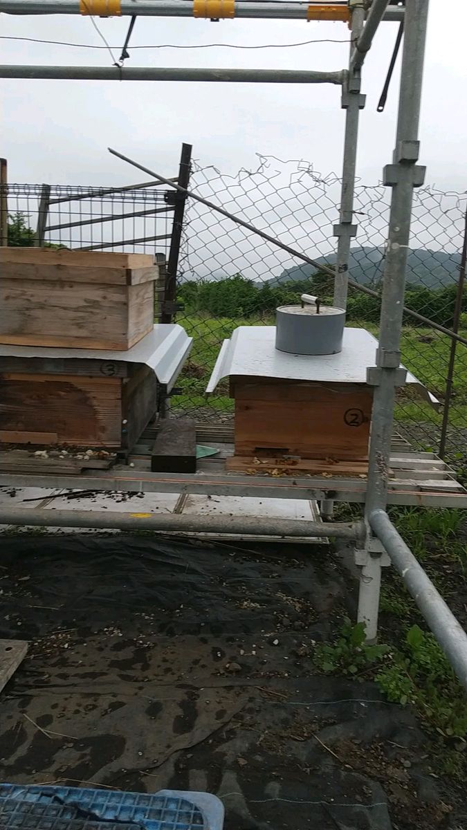 令和7年6月採蜜した西洋蜜蜂百花蜜1200g