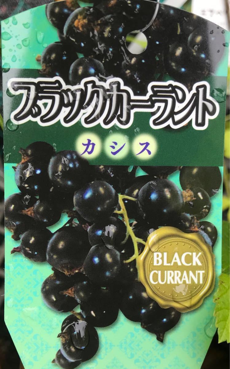  black currant саженец 