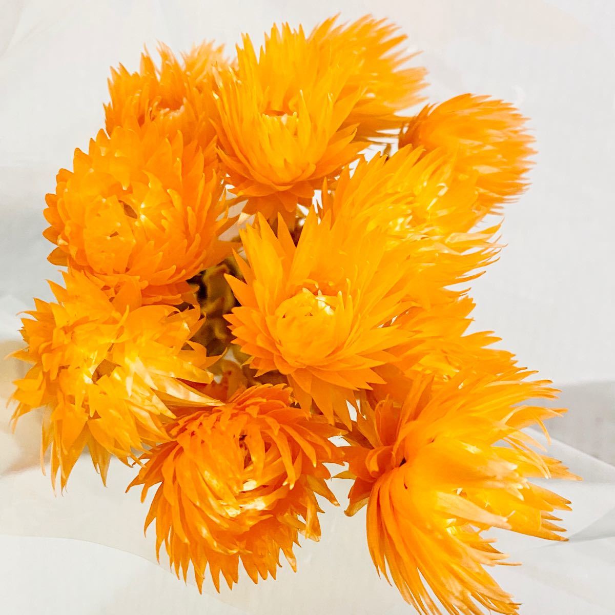 シルバーデイジー　サンセットオレンジ　花材　 ハーバリウム花材