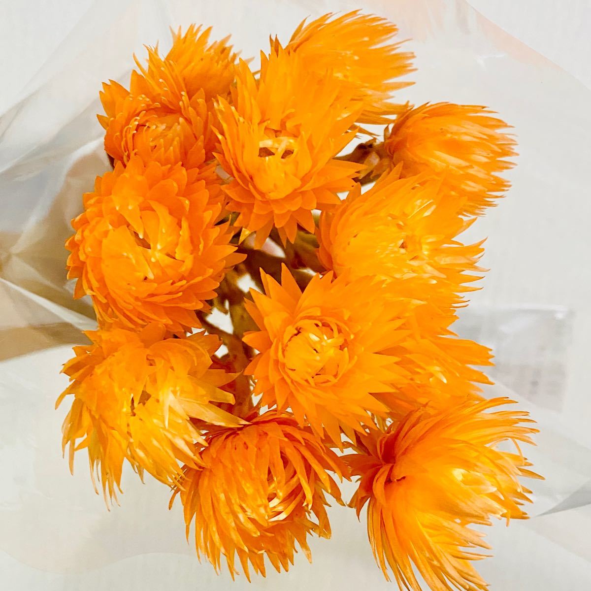 シルバーデイジー　サンセットオレンジ　花材　 ハーバリウム花材