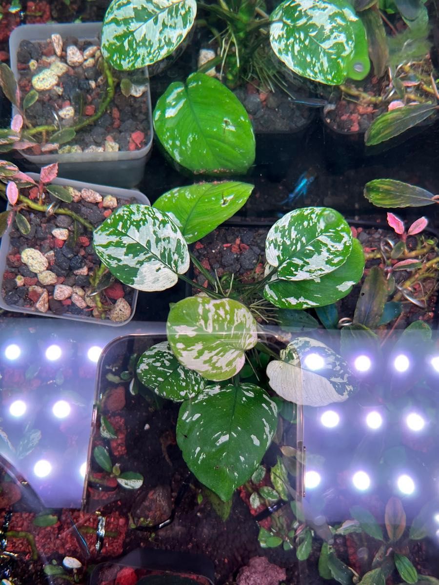 アヌビアスナナ 斑入りキング Anubias Variegated King4株 アヌビアスナナ 斑入りキング Anubias Variegated King|Yahoo