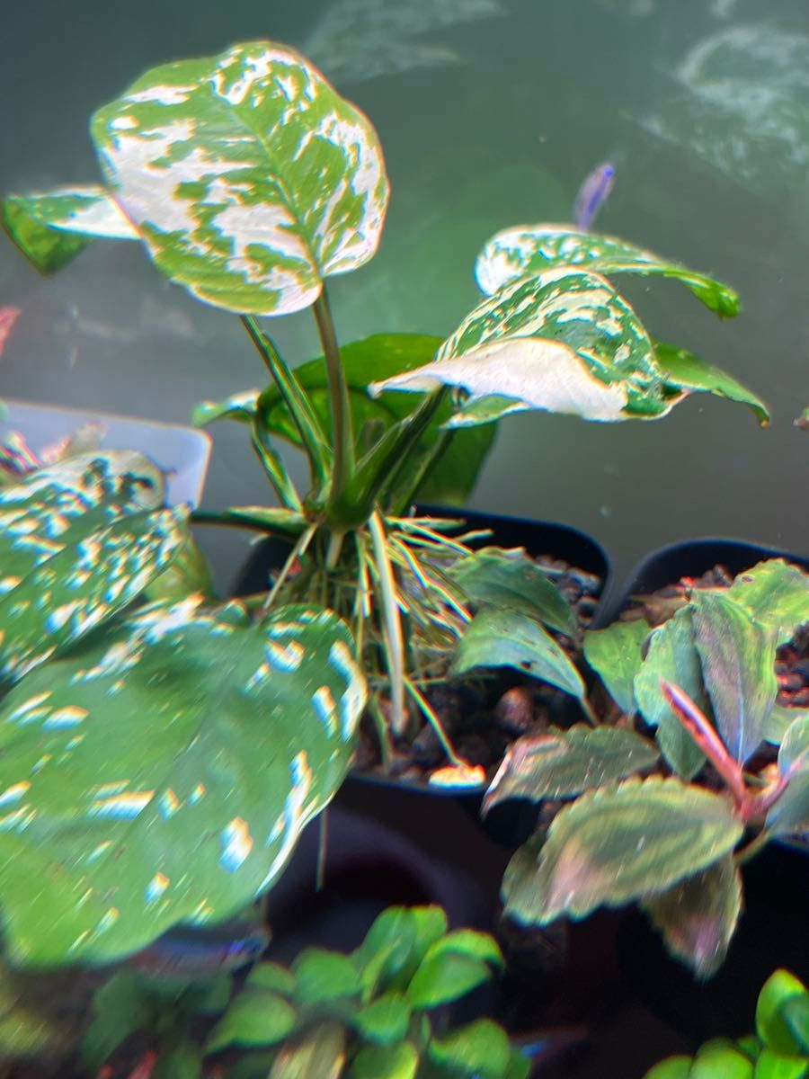 アヌビアスナナ 斑入りキング アヌビアスナナ 斑入りキング Anubias Variegated King4株
