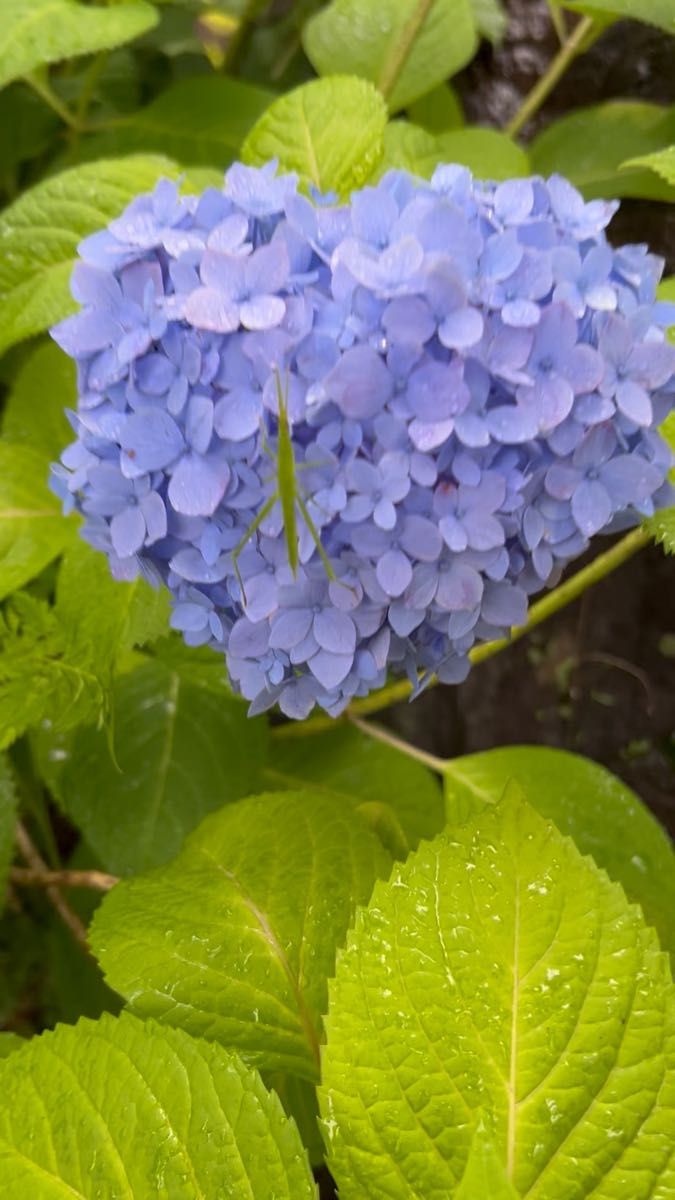 ハイドランジア エンドレスサマー 挿し木活着苗【根付き】 ドライフラワー向き紫陽花
