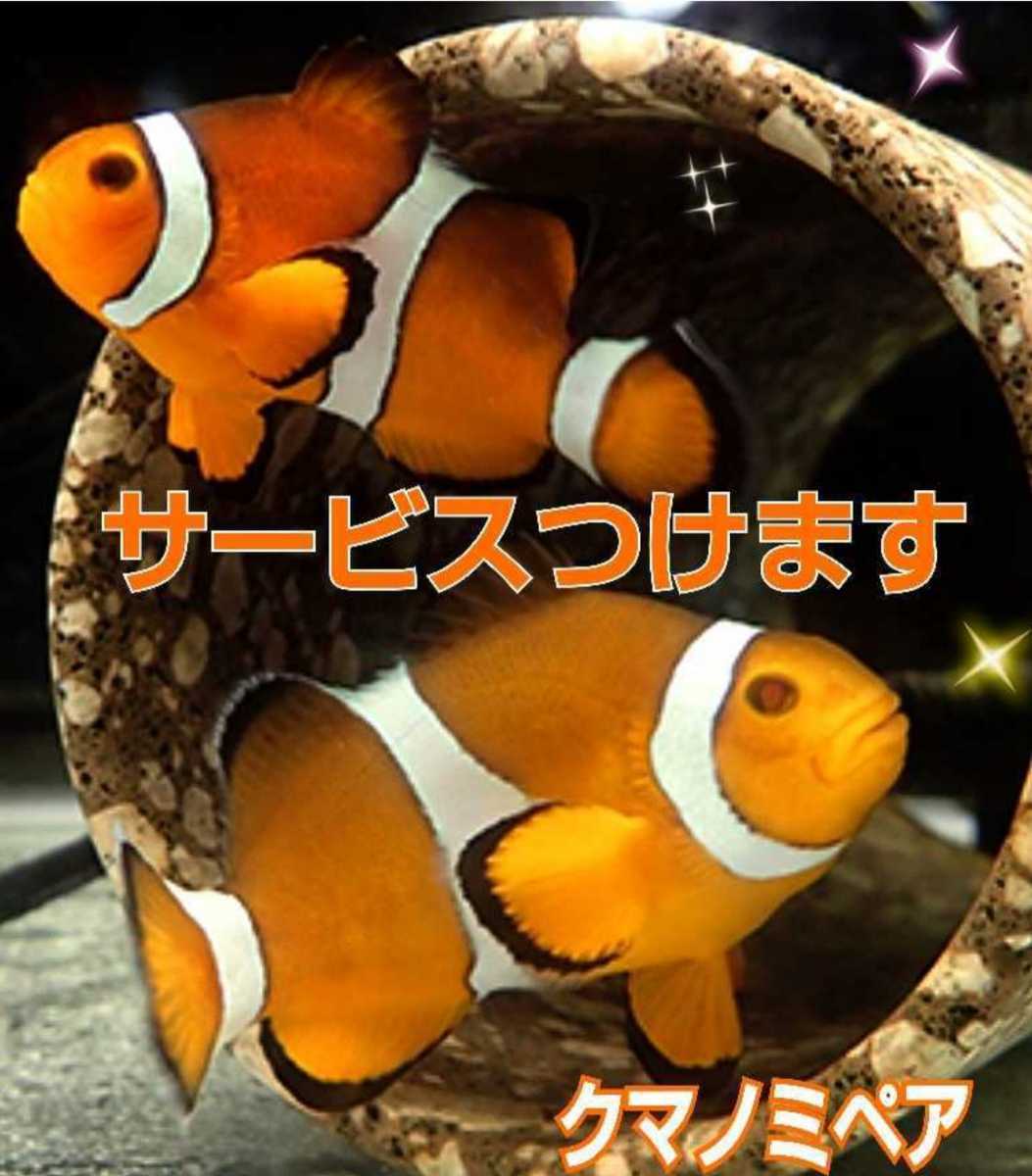 サービス 水槽の透明度をアップさせる今の値段と価格推移は 1件の売買情報を集計したサービス 水槽の透明度をアップさせる今の価格や価値の推移データを公開 サービス 水槽の透明度をアップさせる今の値段と価格推移は 1件の売買情報を集計したサービス 水槽の透明度をアップさせる今の価格や価値の推移データを公開