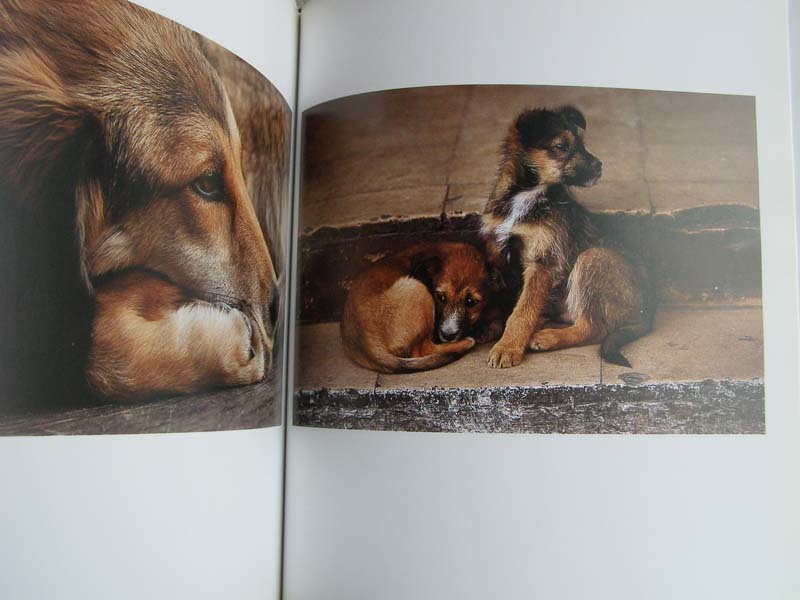  foreign book photoalbum Dogs in the Sun handle s sill Bester 