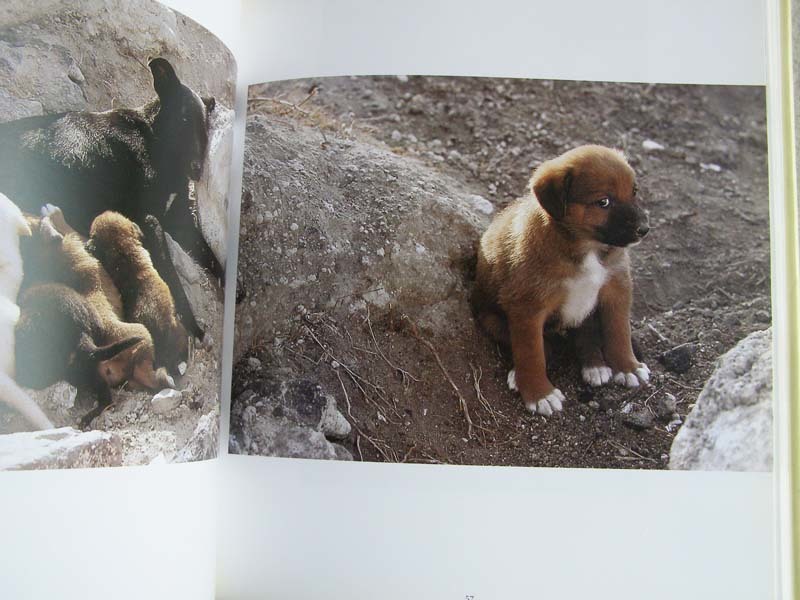  foreign book photoalbum Dogs in the Sun handle s sill Bester 