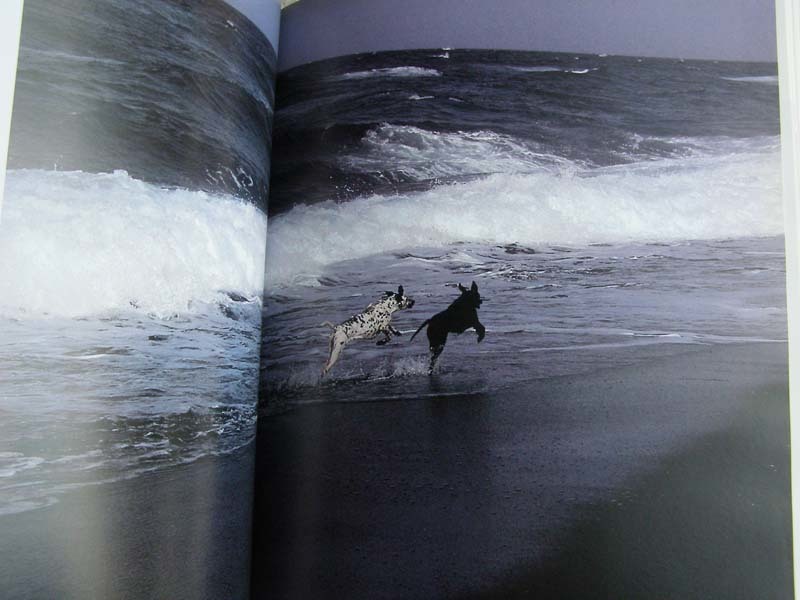 洋書 写真集 Dogs in the Sun ハンス シルベスター_画像6