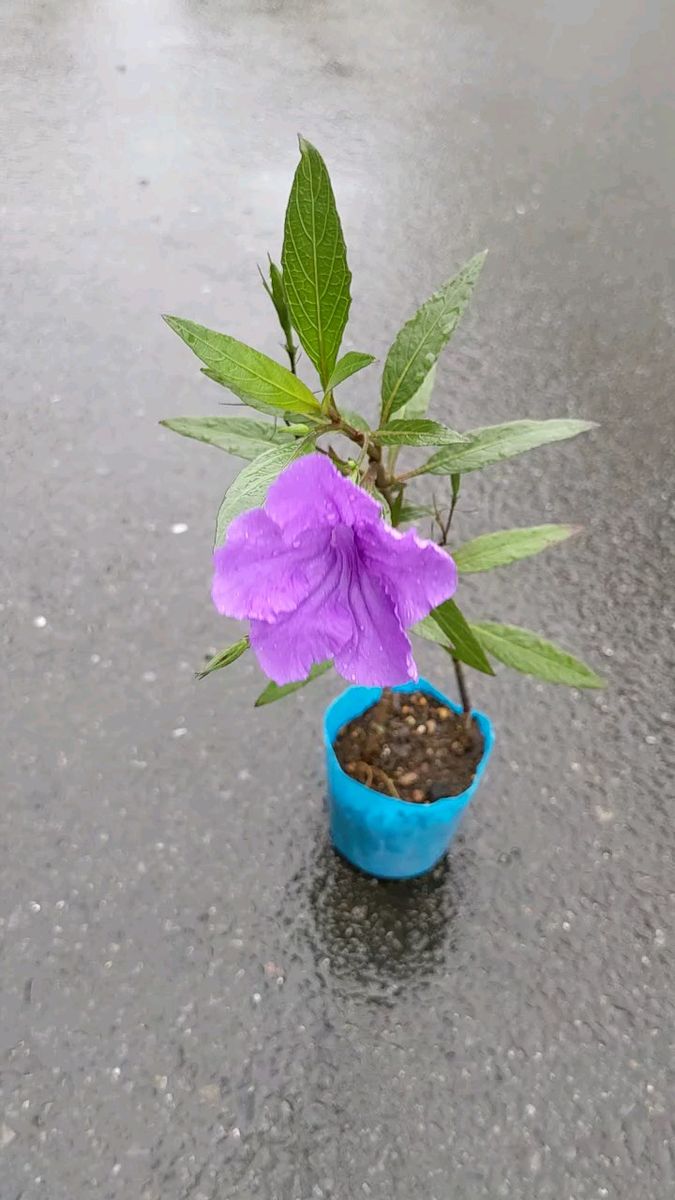 1株 ルエリア ポツポツ咲き始めました、これから咲きます、夏から秋まで咲く苗のおまけもお入れします。