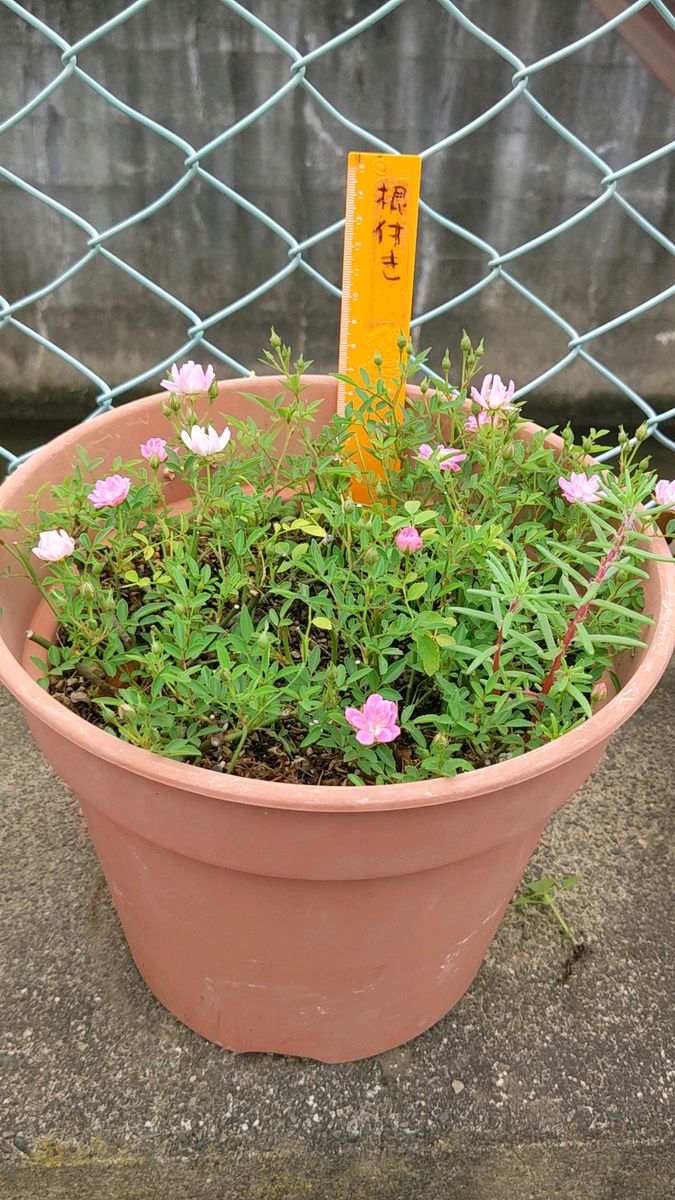 2株ミニバラピンク(ほほえみ)強くてかわいい花です 冬もチラホラ咲きます、根付き出品 蕾まだあります、鉢の中には4〜5株入り