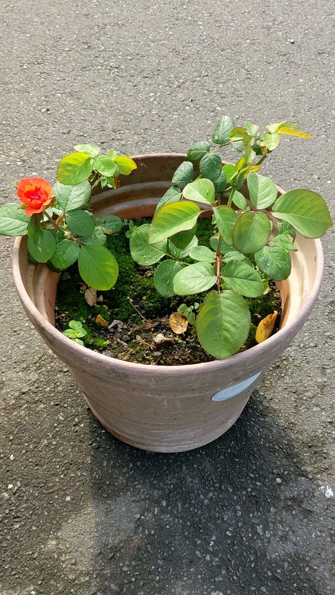 1株 四季バラオレンジに近いです 春と秋咲きます 鉢から出して お送りします 今咲き始め状態7/24(動画左の苗です)