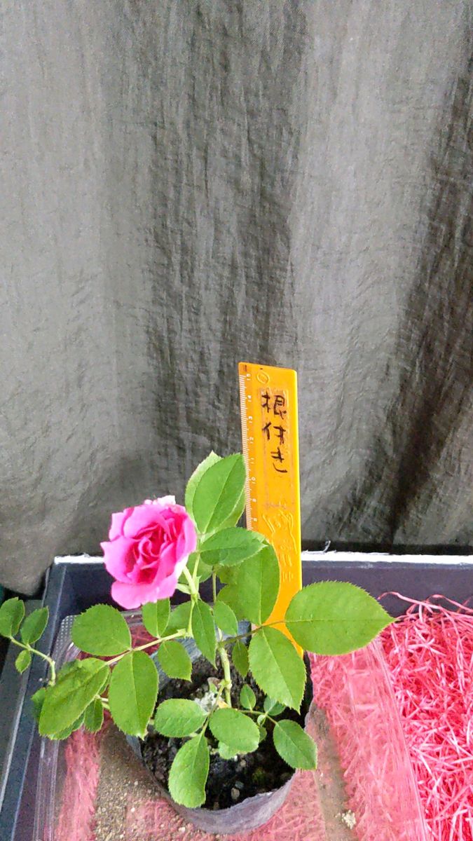 1株 ピンク中バラ 春に咲き7月も咲きました、ポットから出してお送りします