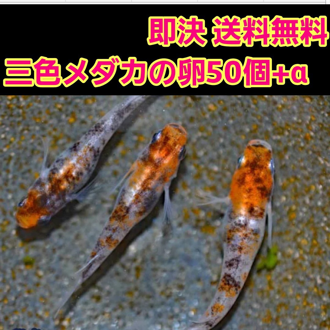 Paypayフリマ 三色 メダカ 卵 50個 A 検索 3色 みゆき 錦 金魚 ラメ Paypayフリマ 三色 メダカ 卵 50個 A 検索 3色 みゆき 錦 金魚 ラメ