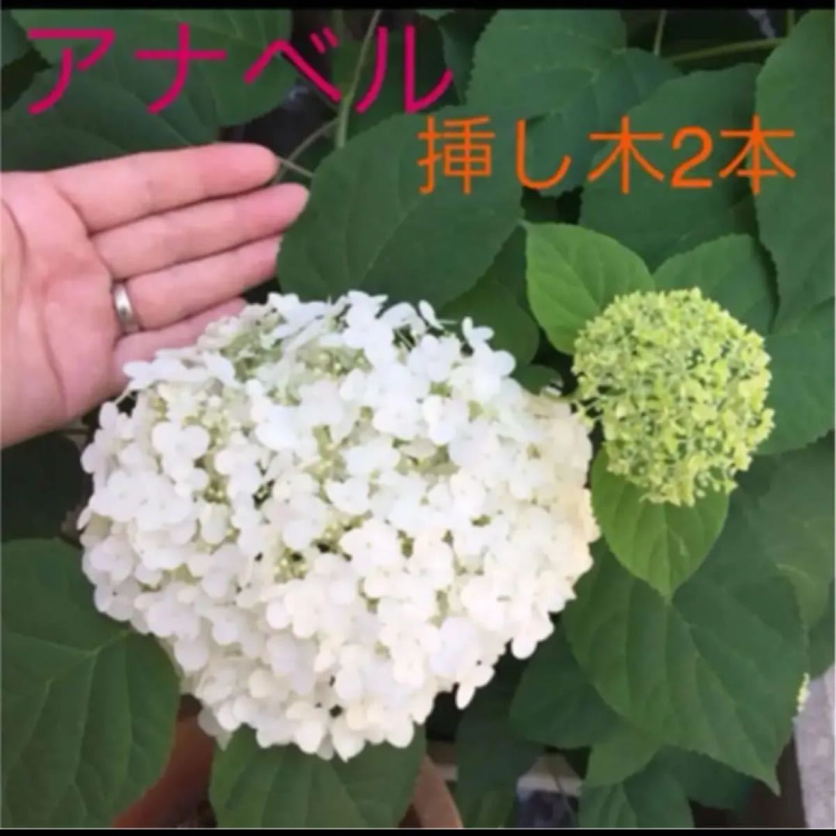 Paypayフリマ 挿し木用2本 アナベル 苗 アジサイ 紫陽花 白花 庭木 ホワイトガーデン Paypayフリマ 挿し木用2本 アナベル 苗 アジサイ 紫陽花 白花 庭木 ホワイトガーデン