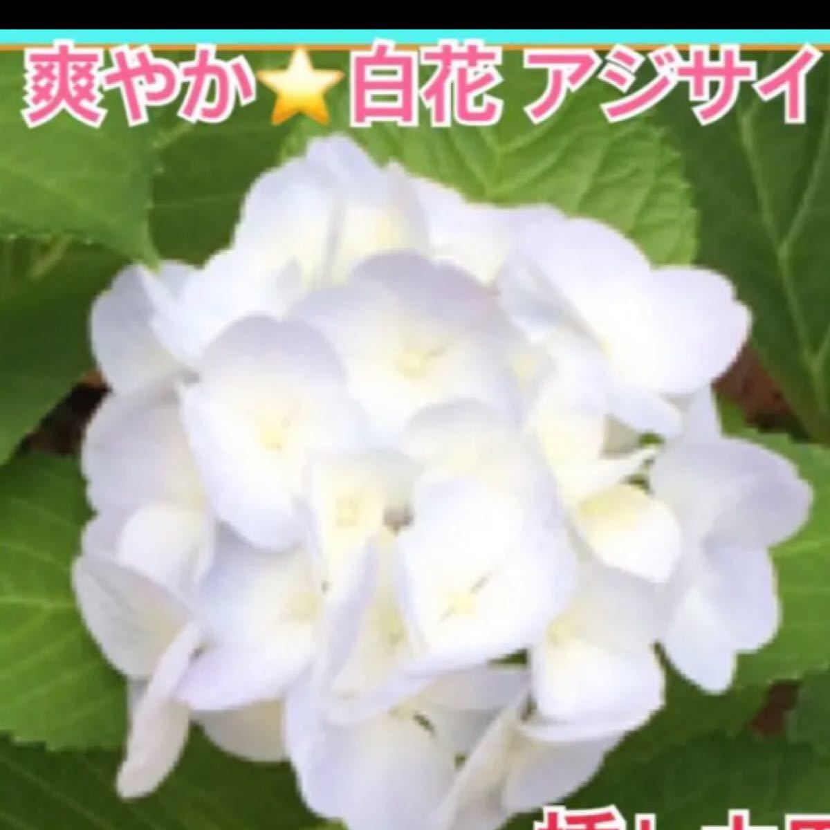 Paypayフリマ 挿し木3本 爽やか 白花 アジサイ 紫陽花 白 庭木 ホワイトガーデン