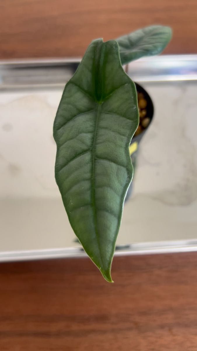 アロカシア ヘテロフィラ メタリックブルー ③ alocasia Heterophylla metallic blue まとめ購入