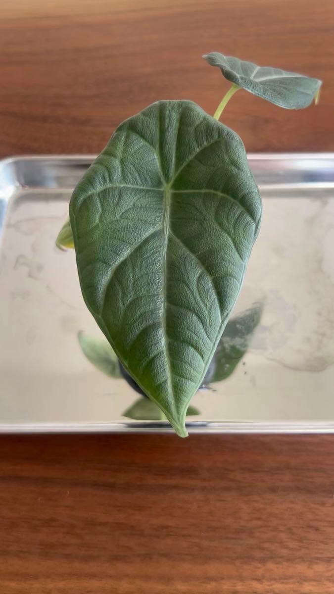 アロカシア ドラゴンムーン ⑥ alocasia dragon moon *まとめ購入割