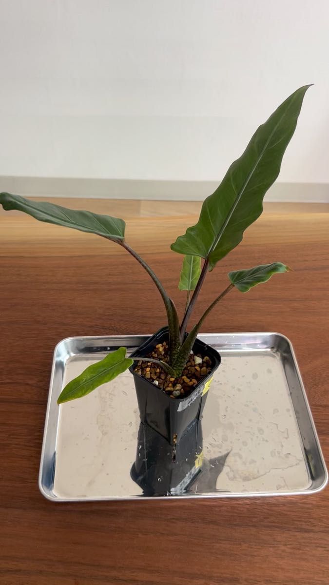 アロカシア ラウテルバキアナ ④ alocasia lauterbachiana *まとめ購入割引