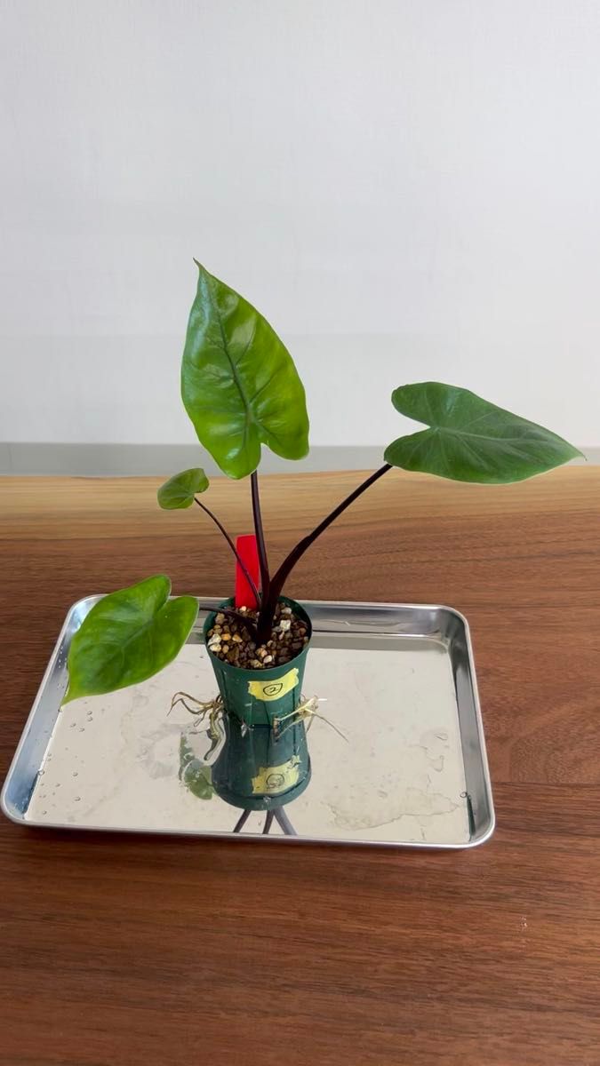 AL037 アロカシア ブラックステム alocasia black stem *まとめ購入割
