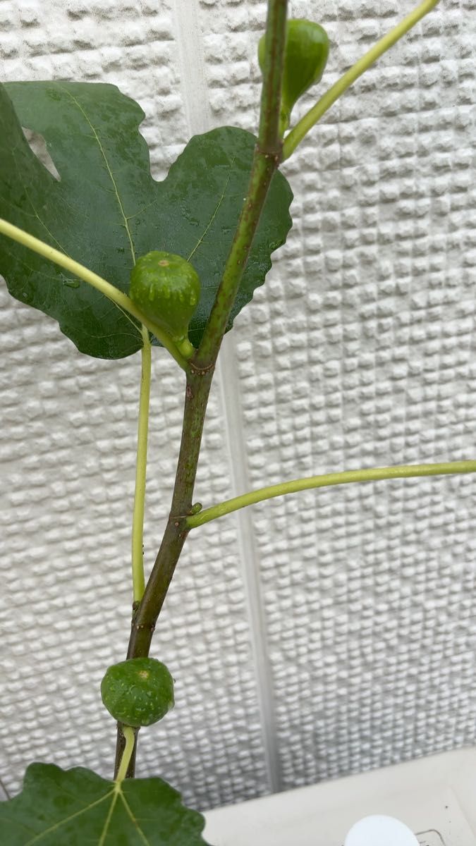 いちじくの苗(シャーアンバー 実付き)※仙人D