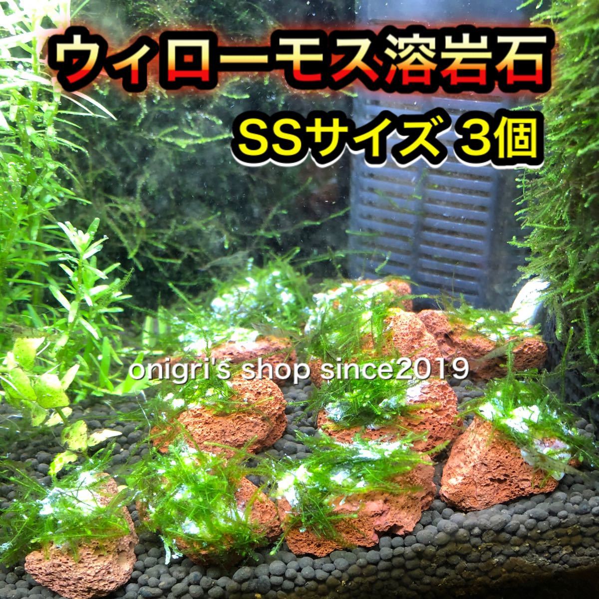 Paypayフリマ 水草セット 南米ウィローモス溶岩石ssサイズ3個 パールグラス5本付き Paypayフリマ 水草セット 南米ウィローモス溶岩石ssサイズ3個 パールグラス5本付き