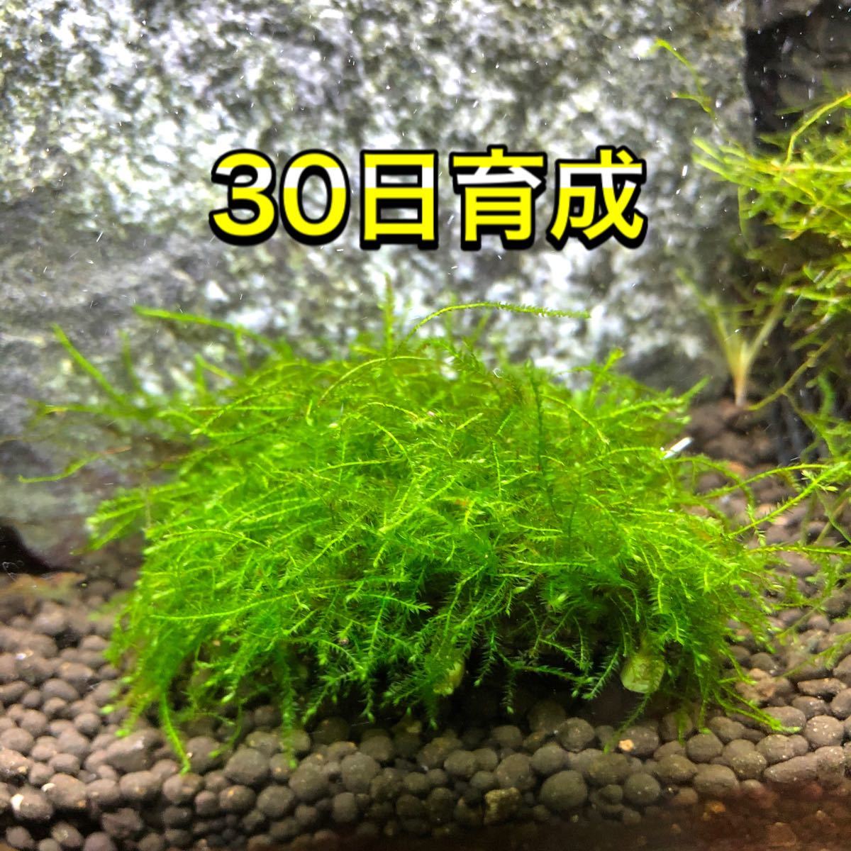 Paypayフリマ ウィローモスマット 4枚 完全無農薬 Paypayフリマ ウィローモスマット 4枚 完全無農薬