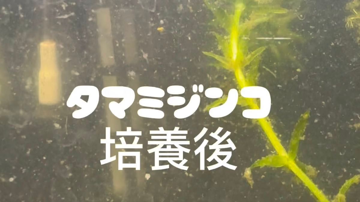 ゾウリムシ タマミジンコ プランクトン用培養液250ml 付属品あり