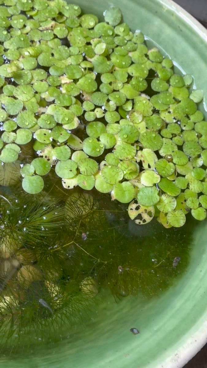 ドワーフアマゾンフロッグピット 無農薬 水草 浮草 30株