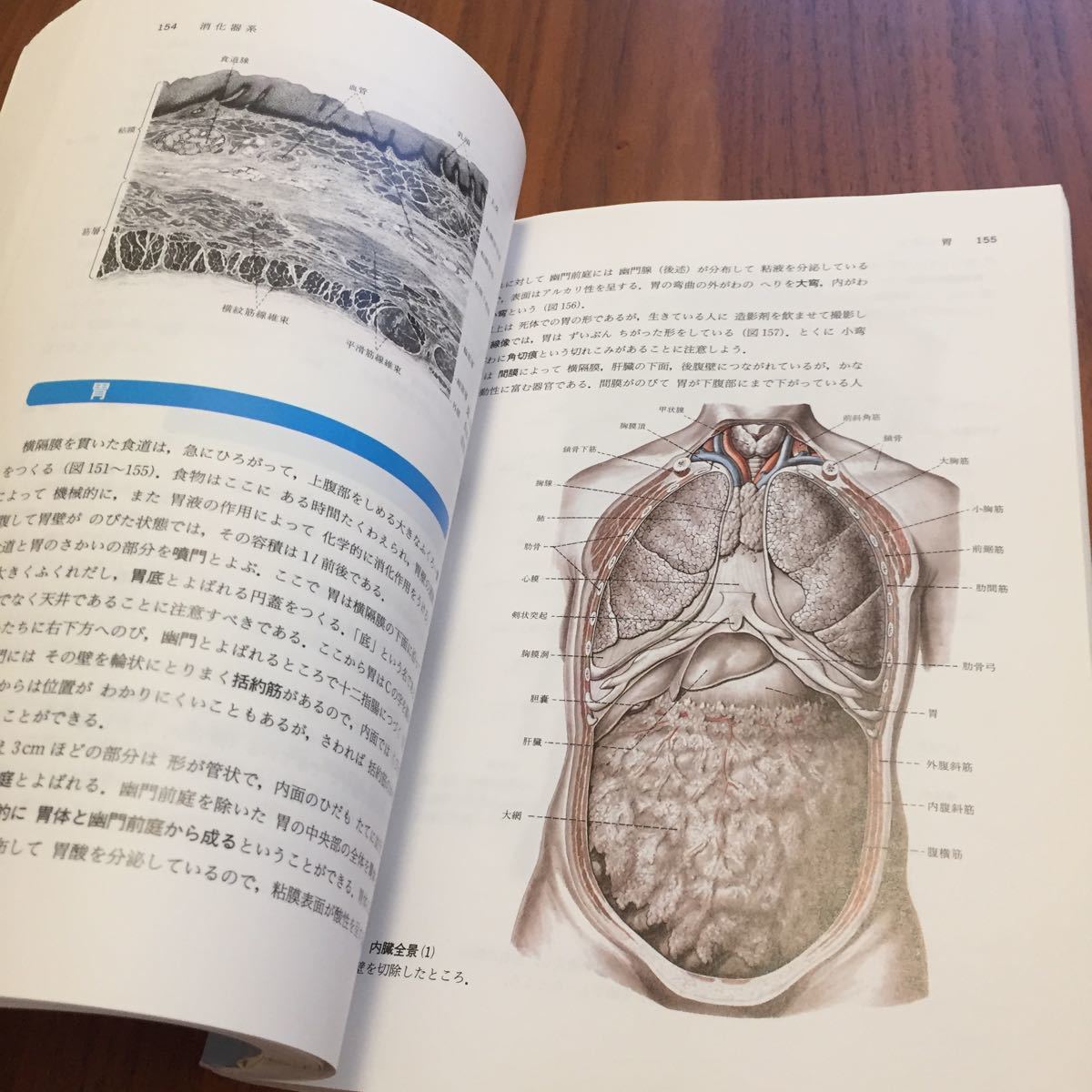 入門人体解剖学／藤田恒夫