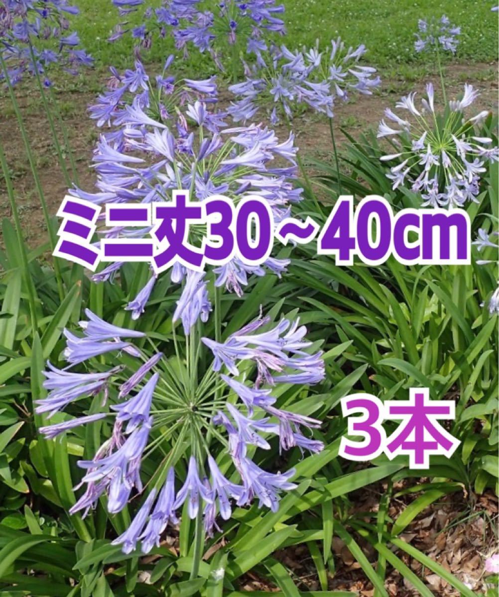 Paypayフリマ ミニアガパンサス苗3株 Paypayフリマ ミニアガパンサス苗3株
