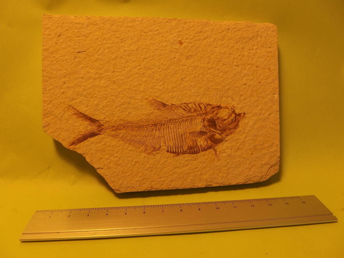 化石 魚 第三紀Eocene 約5000万年前 Wyoming USA 産出 いっそ大古の地球に想いを馳せては