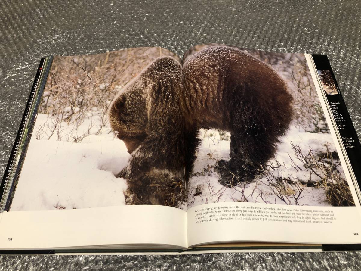 洋書★野生のクマ（グリズリー）【写真集】ハイイログマ ヒグマ★写真100点超★野生動物 哺乳類★豪華本★送料無料_画像8