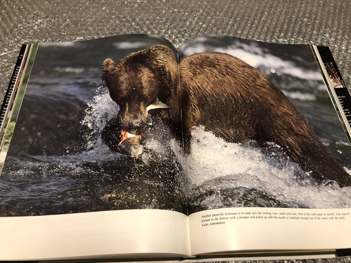 洋書★野生のクマ（グリズリー）【写真集】ハイイログマ ヒグマ★写真100点超★野生動物 哺乳類★豪華本★送料無料_画像7