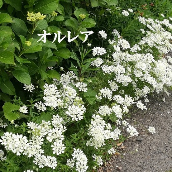 Paypayフリマ 秋まき花の種 オルレアを50粒