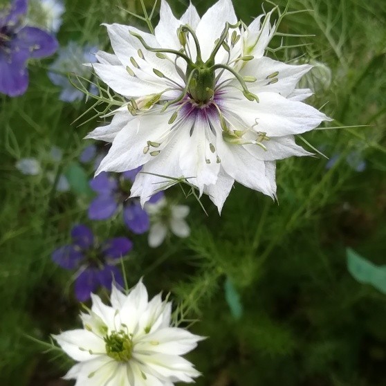 Paypayフリマ 秋まき花の種 ニゲラ ペルシャンジュエルを100粒