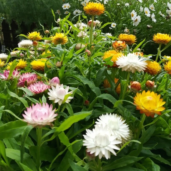 Paypayフリマ 秋まき花の種 帝王貝細工 モンストローサ混合を50粒 Paypayフリマ 秋まき花の種 帝王貝細工 モンストローサ混合を50粒
