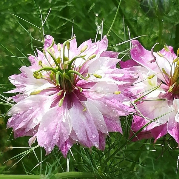 Paypayフリマ 秋まき花の種 ニゲラ ペルシャンジュエルを100粒