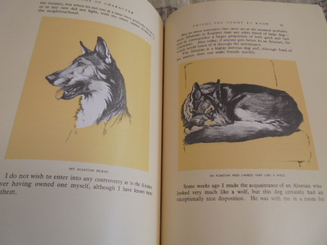  foreign book Dogs of Character Irish Wolf is undo. Mickey . bull terrier. cracker. life. record .. dog. illustration . Qun!